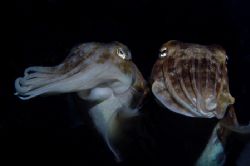 Mating cuttlefish. Taken in Burma, Shark cave during the day by Denis Rastostsenkov 